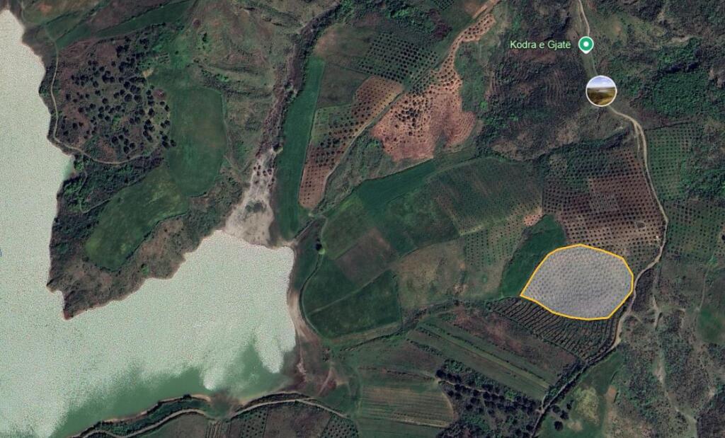 Kavajë, terreno (360 alberi di ulivo di 12 anni) villaggio Çete