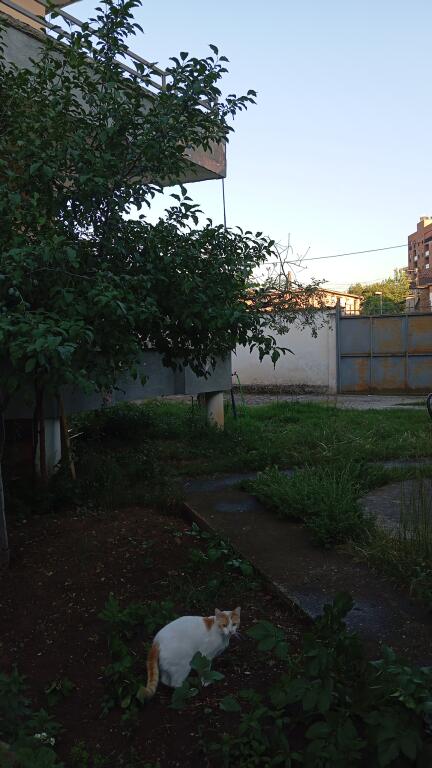 For rent