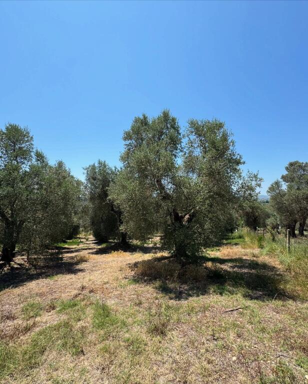⚡️Olive grove for sale on Zikxhafaj hill, Kavaje ⚡️