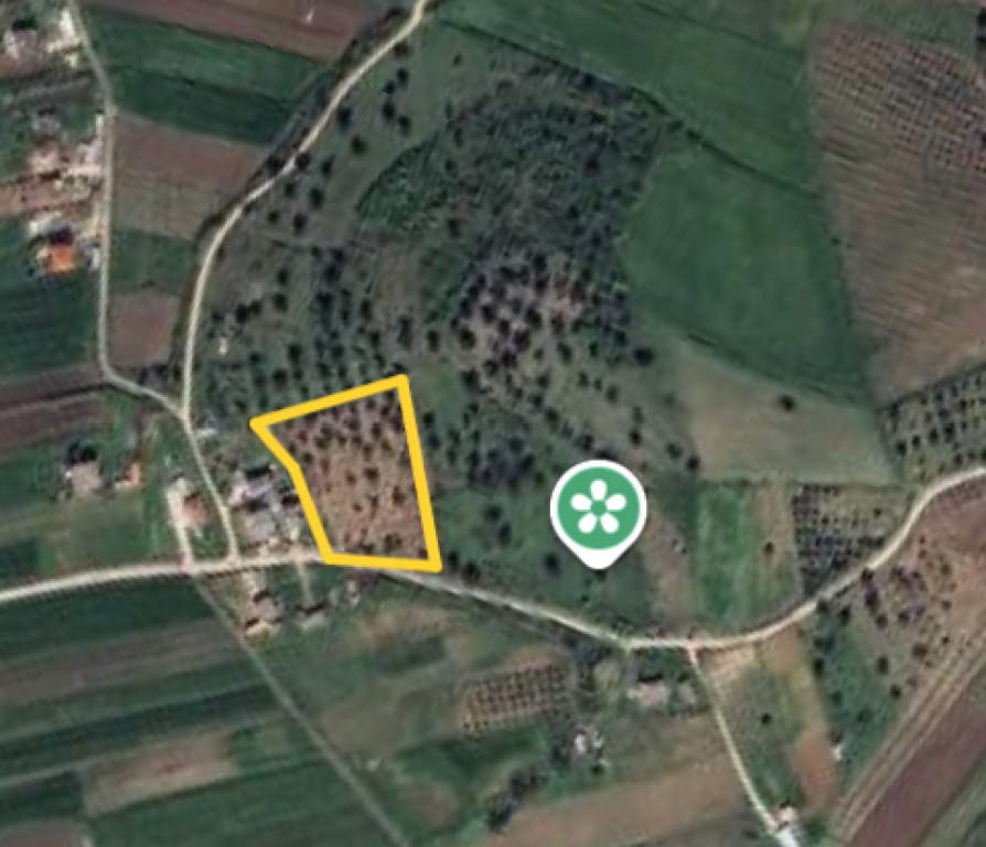 ⚡️Olive grove for sale on Zikxhafaj hill, Kavaje ⚡️