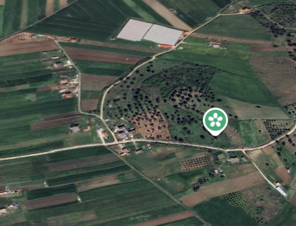 ⚡️Olive grove for sale on Zikxhafaj hill, Kavaje ⚡️