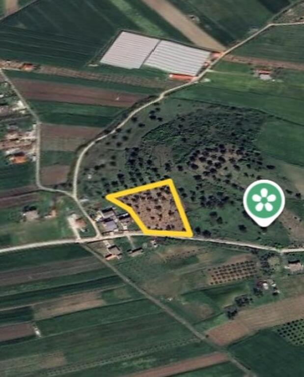 ⚡️Olive grove for sale on Zikxhafaj hill, Kavaje ⚡️