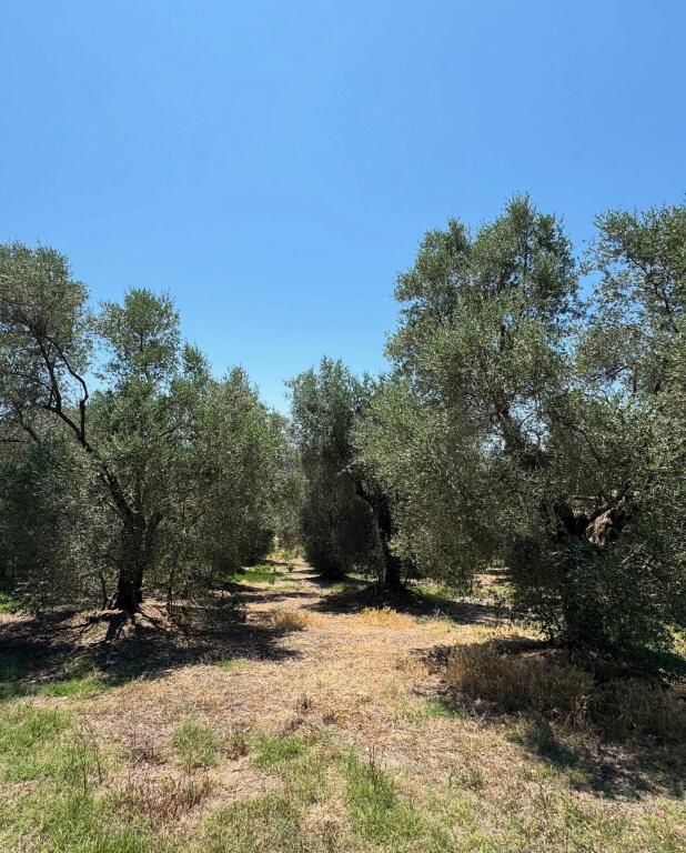 ⚡️Olive grove for sale on Zikxhafaj hill, Kavaje ⚡️