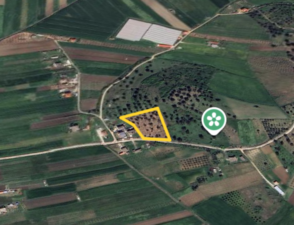 ⚡️Olive grove for sale on Zikxhafaj hill, Kavaje ⚡️