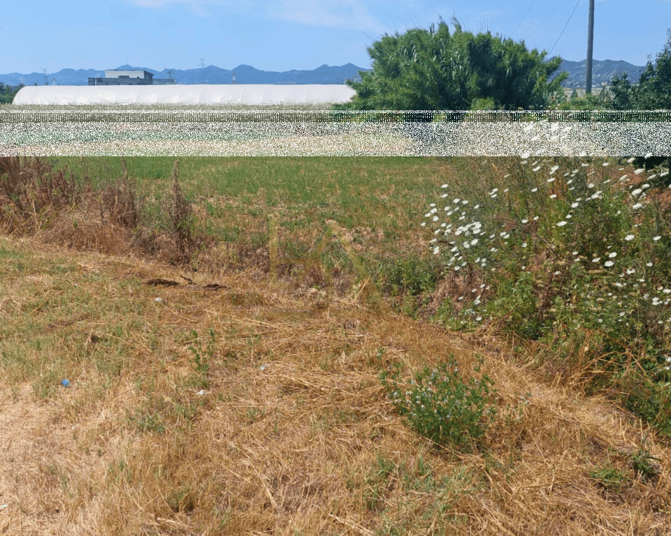 Agricultural Land for Sale – Berxull, Vorë