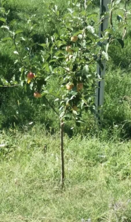 LAND FOR SALE IN MAMINAS 110,000 €