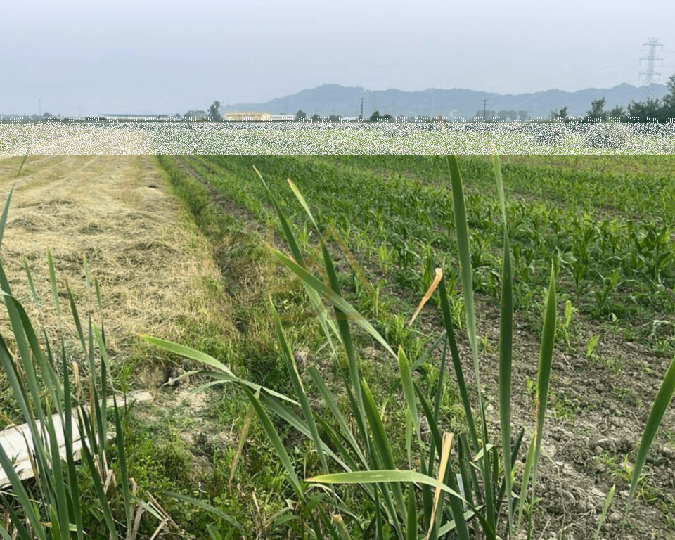 Land for Sale in Bilaj