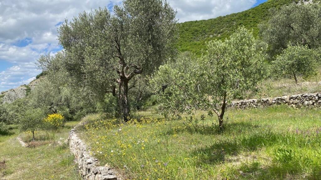 LAND FOR SALE 4000M2 PETRELE 300,000 EURO