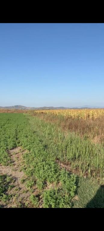 Agricultural Land for Sale 9,000 m² in Divjakë !! 45,000 €