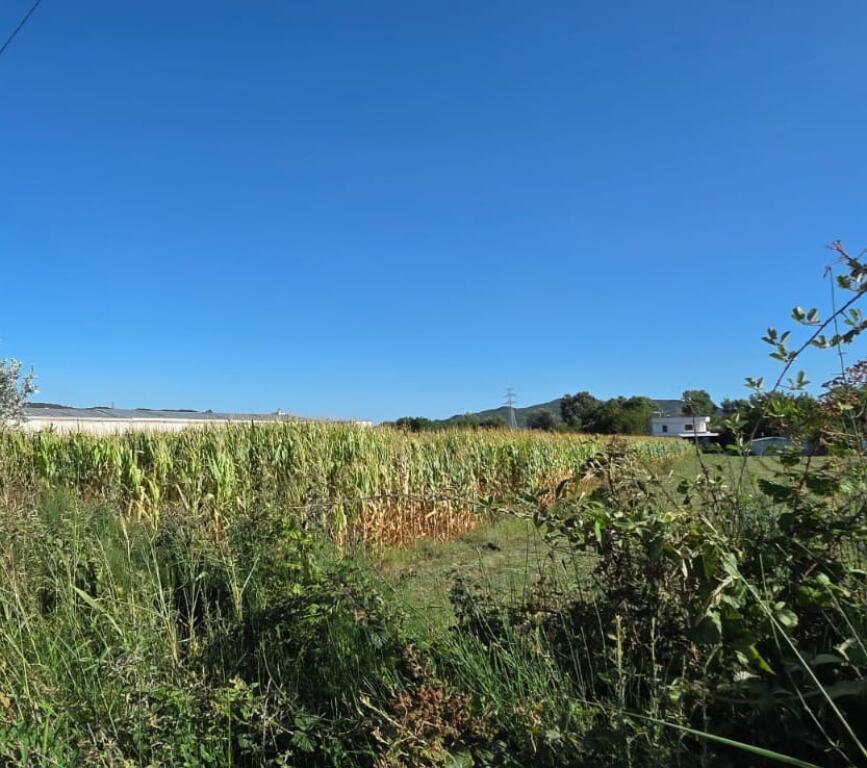 AFFITTASI TERRENO A KASHAR 2000 M2