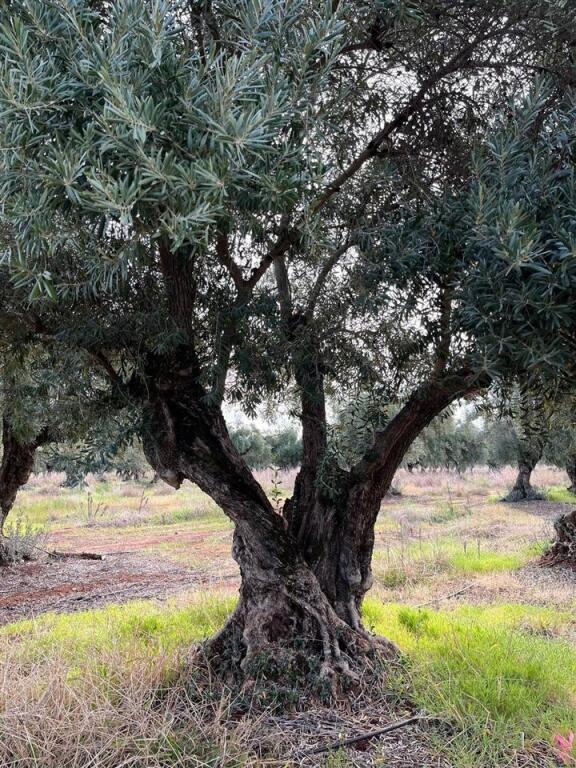 Land for sale above Radisson hotel, 1400 m2, suitable for construction, opportunity