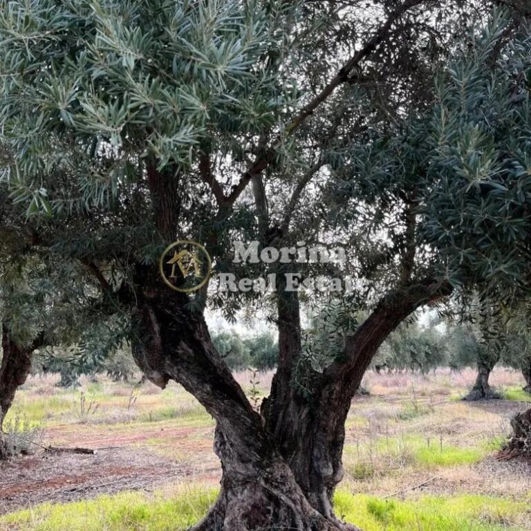 Land for sale 1400 m2, at Dry Lake, with the price 300000 Euro