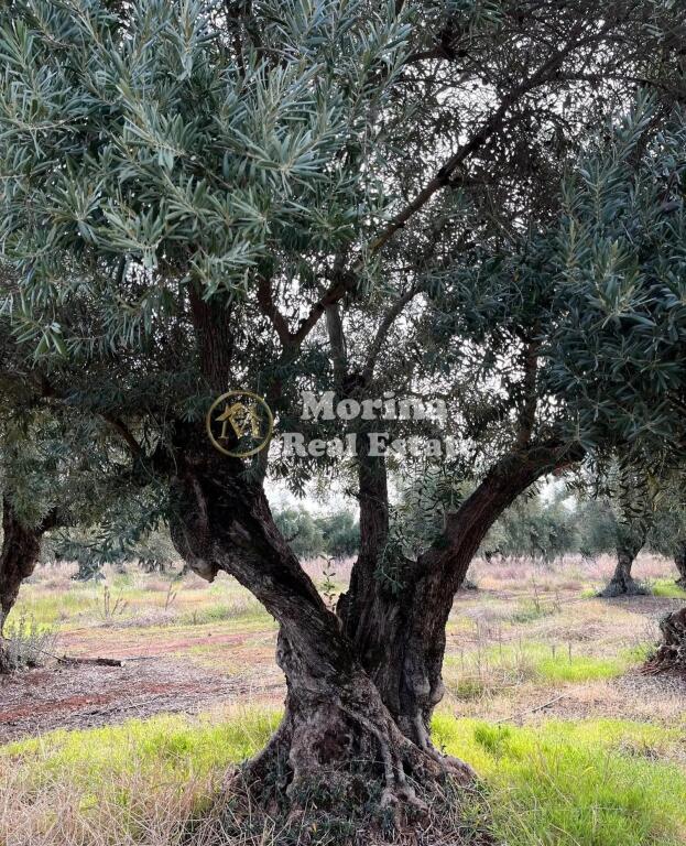 Land for sale 1400 m2, at Dry Lake, with the price 300000 Euro
