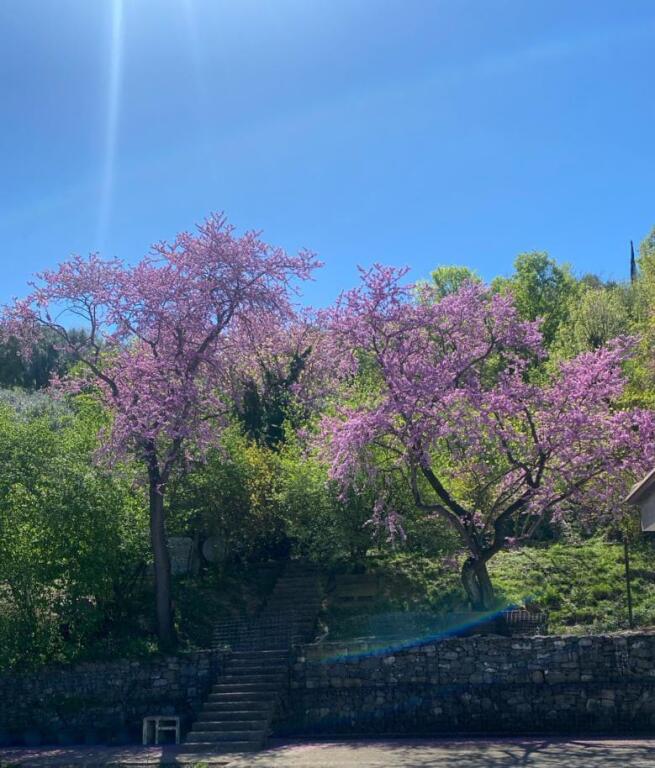 VILLA DI 1 PIANO IN VENDITA A VISHAJ
