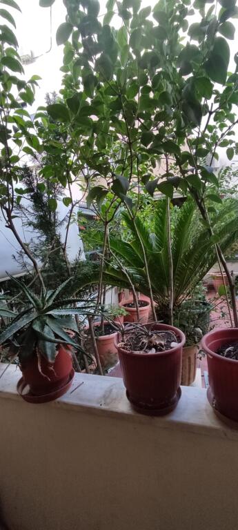 Apartament