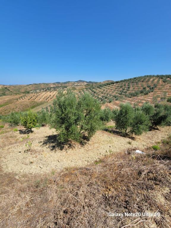 🔥Opportunity🔥 🌿Olive grove for sale in Momel, hillside with view of the lake &amp; sea 🌊(near the agritourism in the hill)
