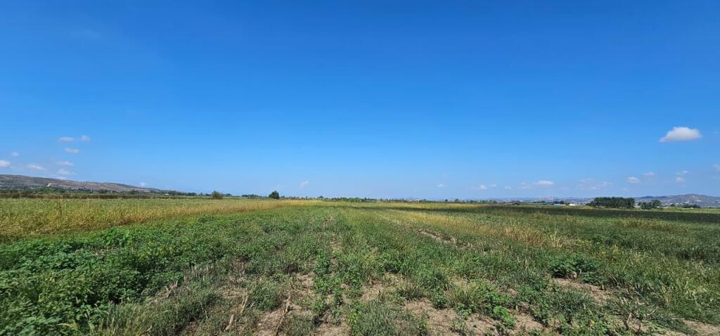 🌿 Shitet Tokë 30.000 m² në Gose, Kavajë – Mundësi e Artë Investimi!