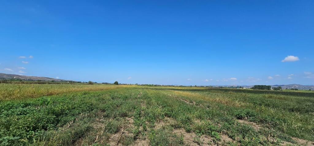 🌿 Shitet Tokë 30.000 m² në Gose, Kavajë – Mundësi e Artë Investimi!