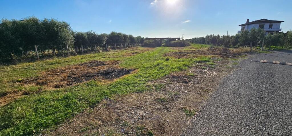 🏡 House + Olive Grove Land for Sale – Ballias, Shijak
