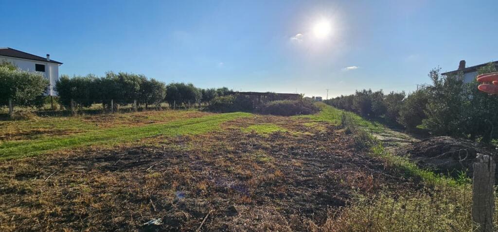 🏡 House + Olive Grove Land for Sale – Ballias, Shijak