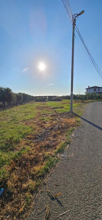 🏡 House + Olive Grove Land for Sale – Ballias, Shijak