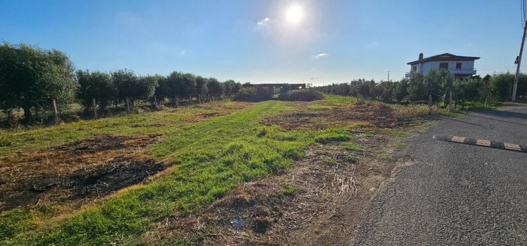 🏡 House + Olive Grove Land for Sale – Ballias, Shijak