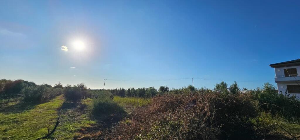 🏡 House + Olive Grove Land for Sale – Ballias, Shijak