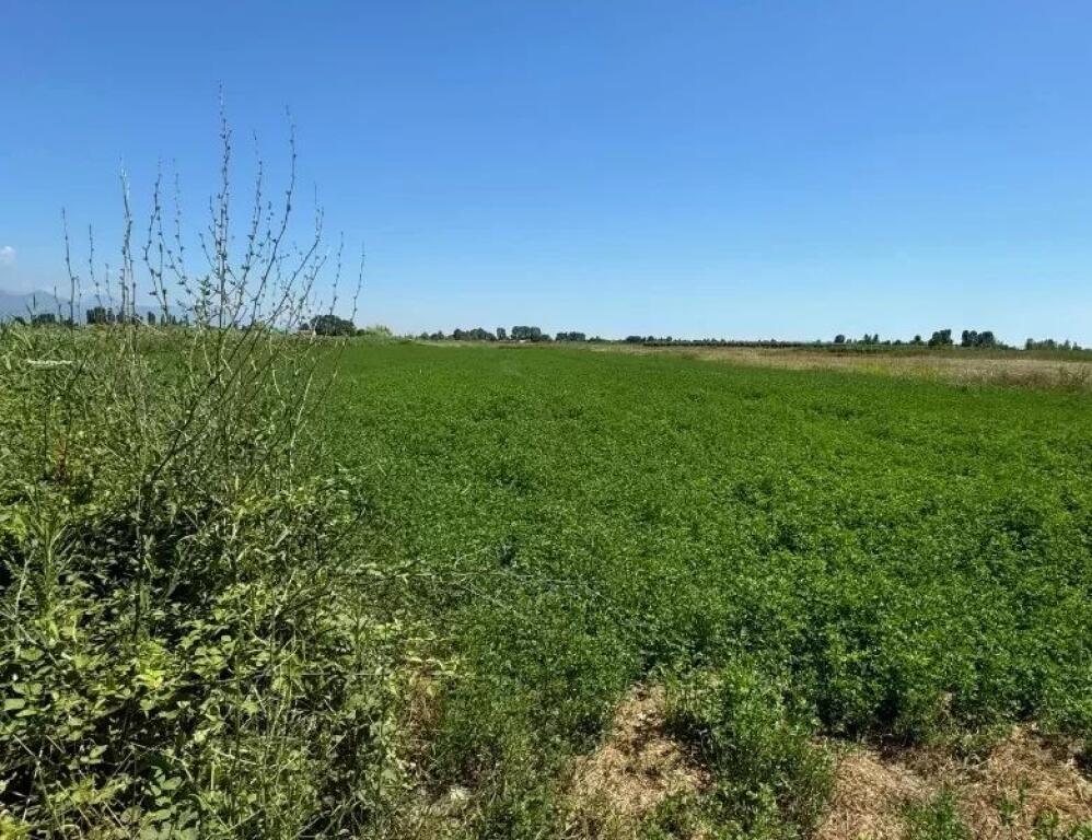 Toke ne shitje Domje