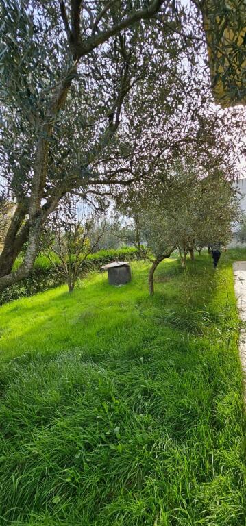 🏡 SHITET VILË 3-KATËSHE • 800 m² TOKË • PJESHKË, SHIJAK