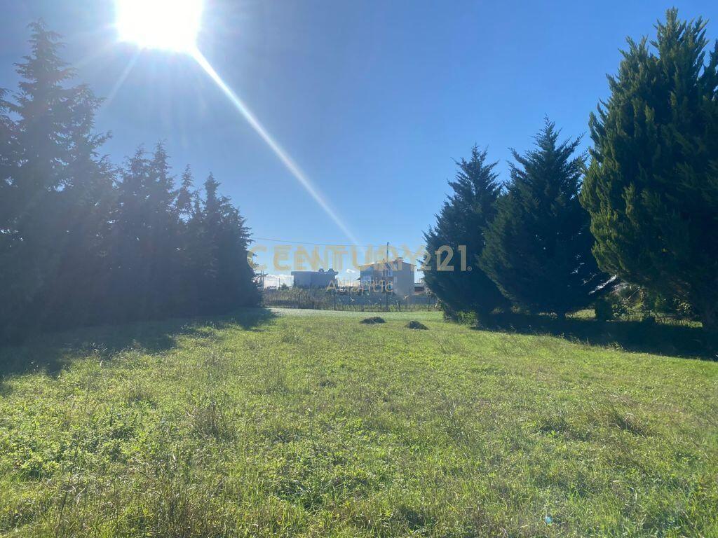 SHITET VILE NE GJIRIN E LALZIT!500000