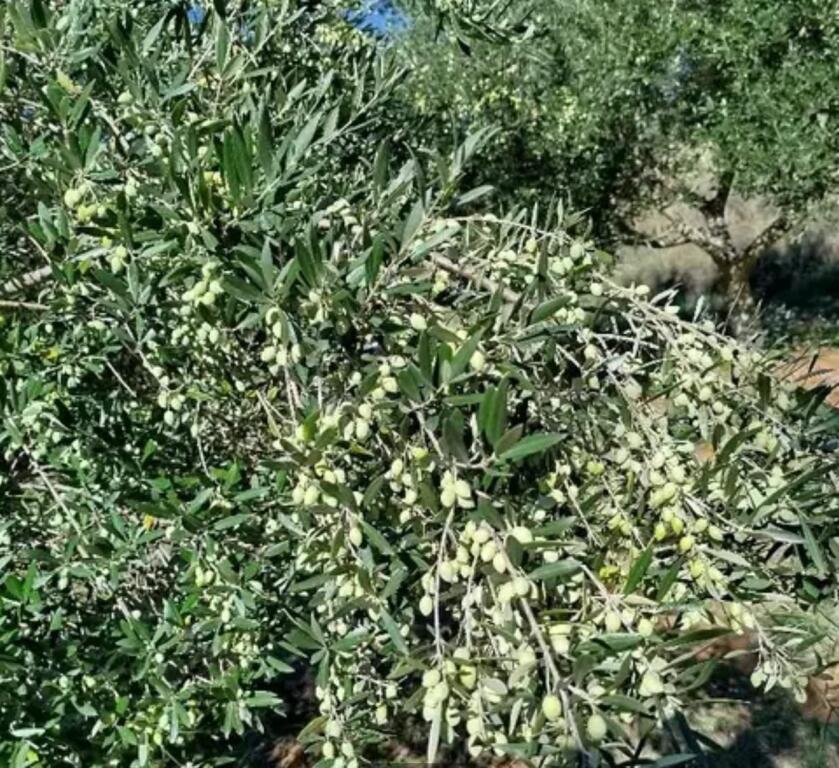 Shitet toke me Hipoteke ne Golem me sip 1840 metra