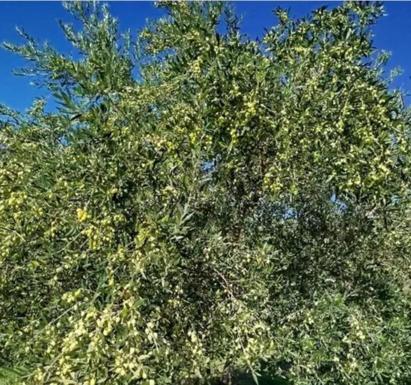 Shitet toke me Hipoteke ne Golem me sip 1840 metra