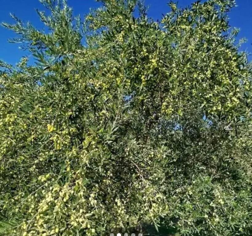 Shitet toke me Hipoteke ne Golem me sip 1840 metra