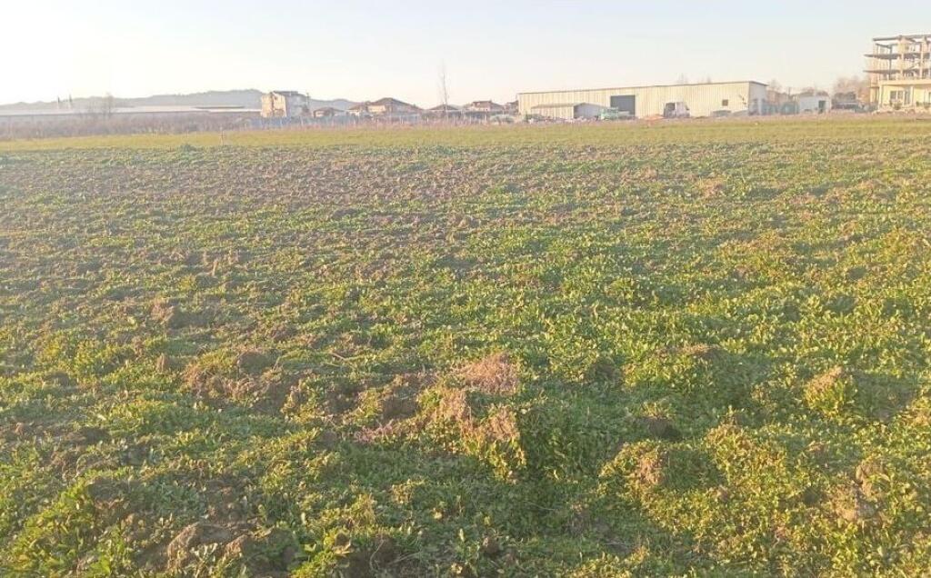 Ofrojme toke per shitje ne tapize