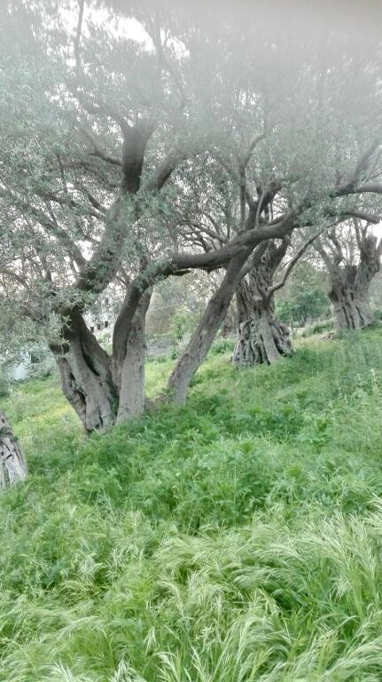 SHITET SHTEPI PRIVATE + TOKE NE SHTISH TUFINE