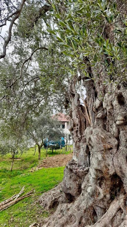 SHITET SHTEPI PRIVATE + TOKE NE SHTISH TUFINE