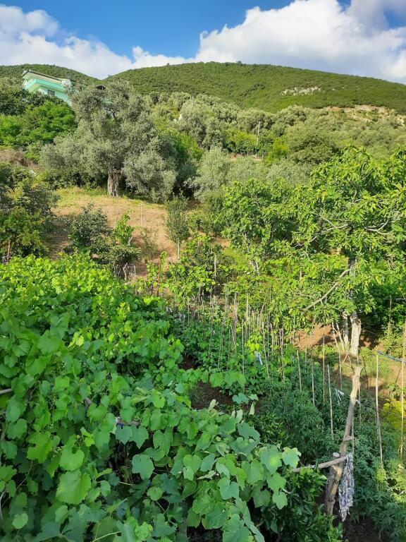 SHITET SHTEPI PRIVATE + TOKE NE SHTISH TUFINE