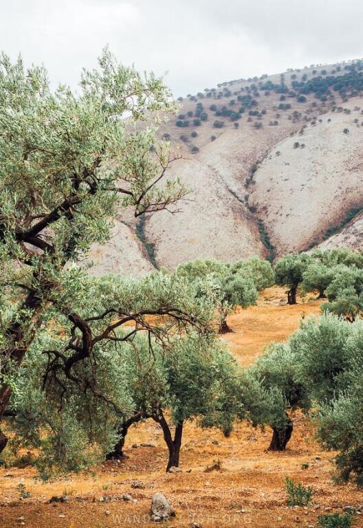 Shitet Ndertese + Truall ne Qeparo Fshat