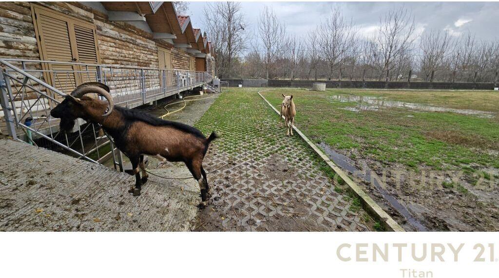 JEPET ME QERA AGROTURIZEM PRANE RINASIT