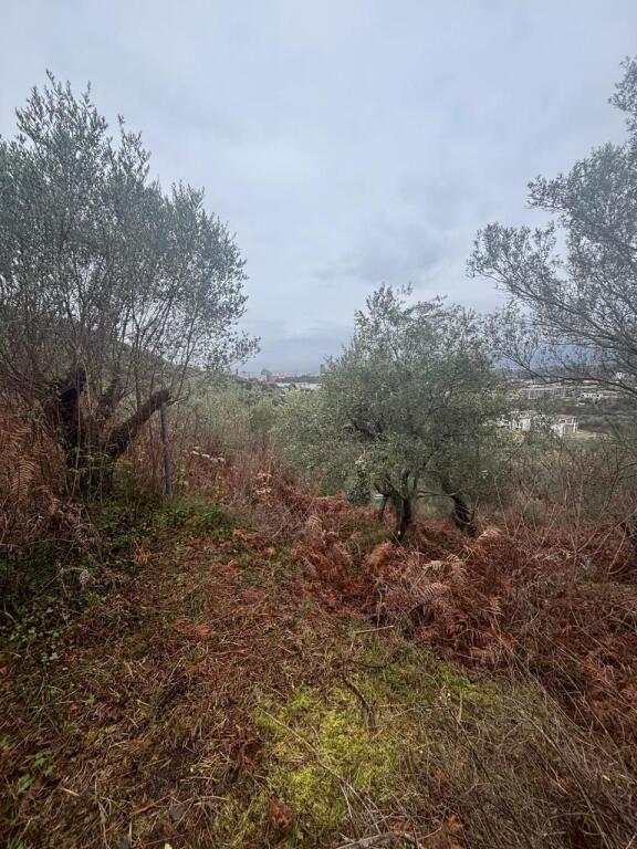 Shitet tokë në Sauk të Vjetër Rruga Ullishtes