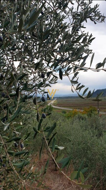 SHITET TOKE ULLISHTE 2.500 M2 NE RROGOZHINE 75.000 EURO