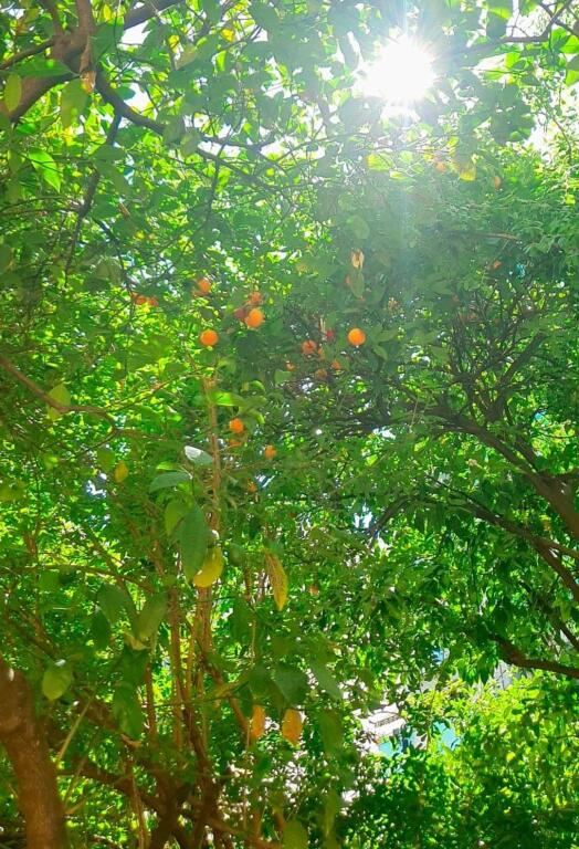 Jepet me qera vile private ne Qender ne zonen e Selvise