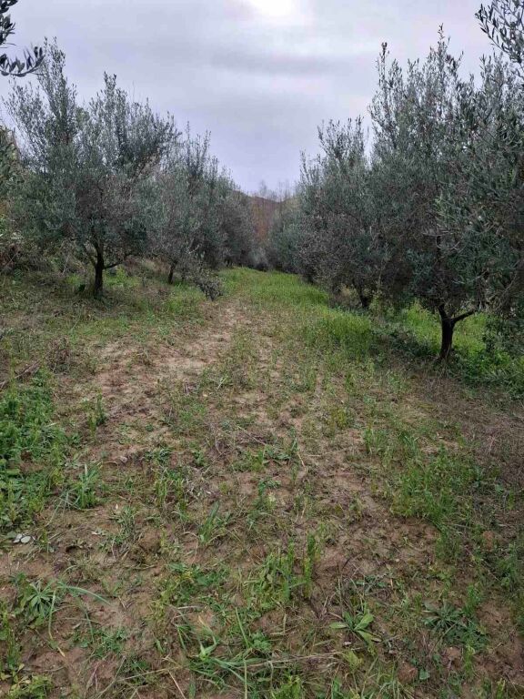 Land with house for sale in Divjakë