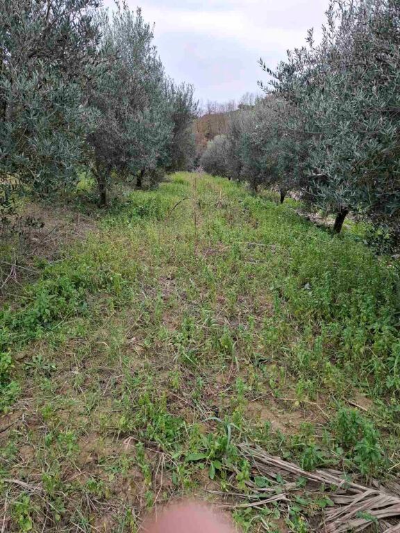 Land with house for sale in Divjakë