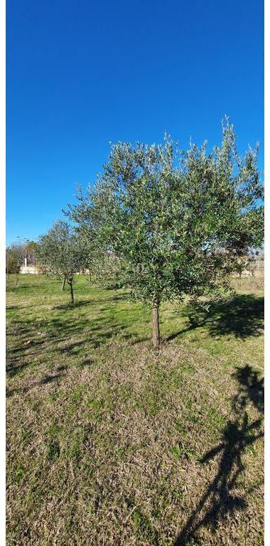 Toke për Shitje pranë Aeroportit Ndërkombëtar të Tiranës