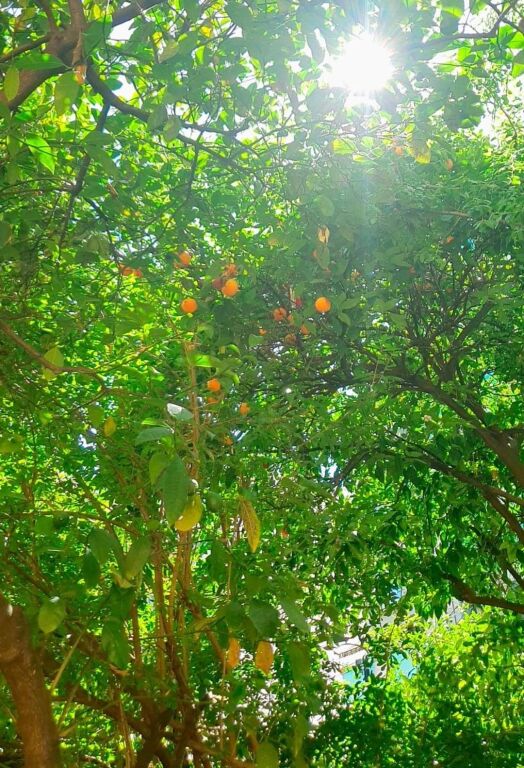 Jepet me qera vile private ne Qender Te Tiranes ne zonen e Selvise