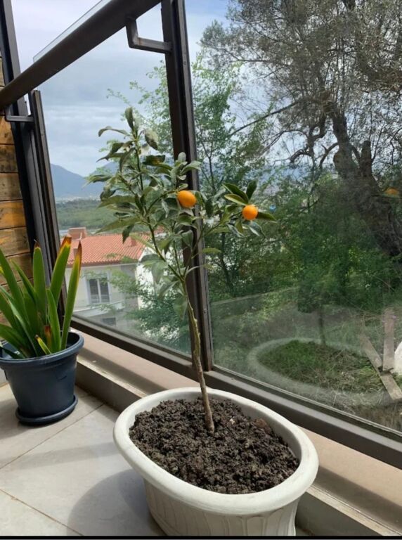 1+1, arredato, con parcheggio, vicino alla moschea e al giardino botanico, 550 euro