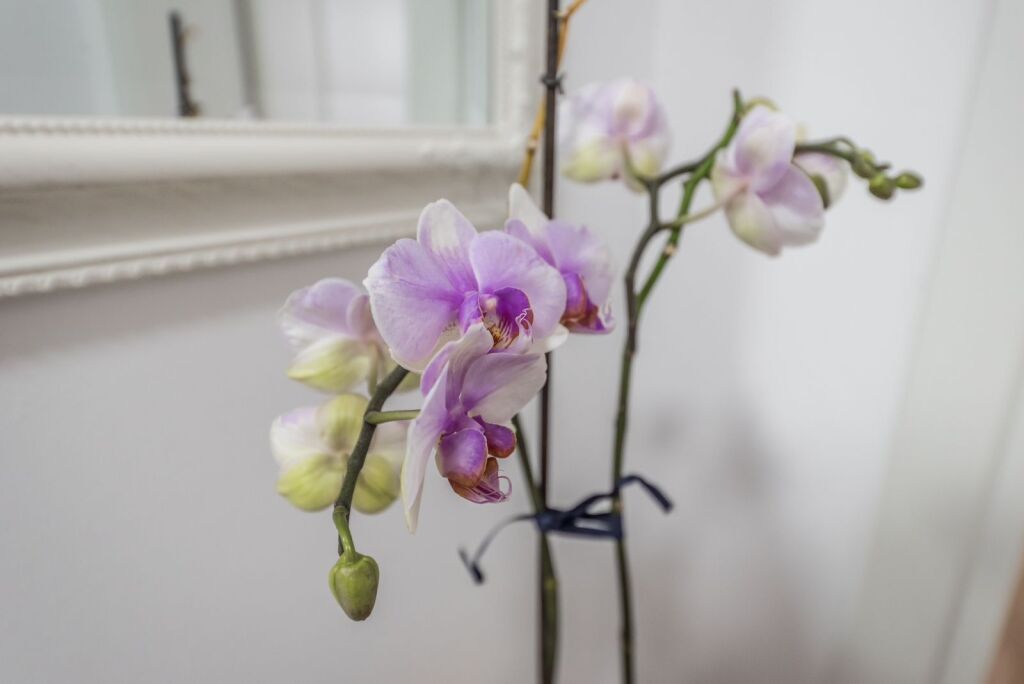 Apartment 2+1, Center!