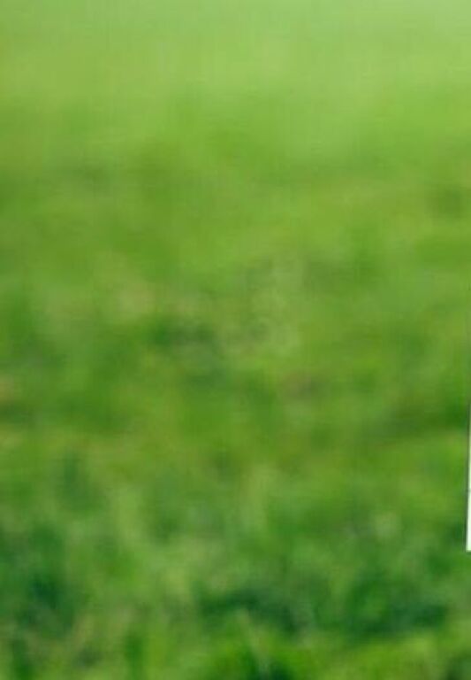 Shitet, Tokë, Qeparo, Vlore.