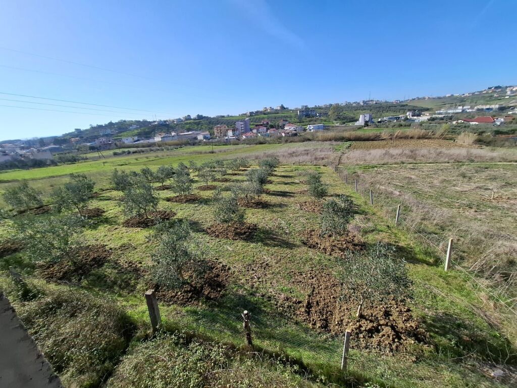 Shitet Tok Ne Shkallnur Durres